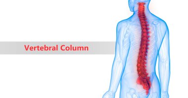 İnsan İskelet Sistemi Anatomisinin Omurga Sütununun 3D İllüstrasyonu
