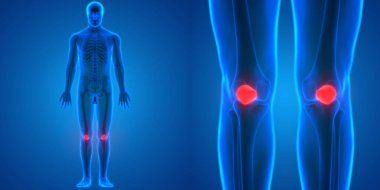 İnsan İskelet Sistemi Kemik Eklemleri Anatomisinin 3B Görünümü