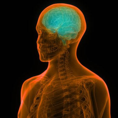 İnsan Sinir Sistemi Beyin Anatomisi Merkezi Organı