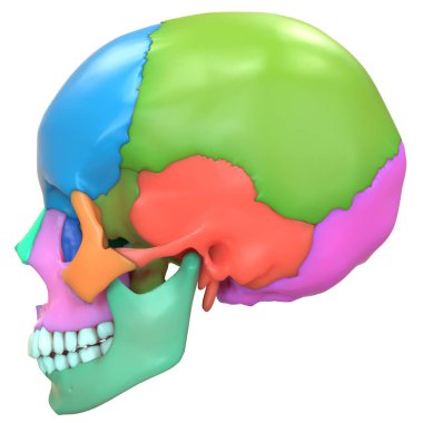 3D İnsan İskelet Sistemi Kafatası Kemiği Eklemleri Anatomi Yan Görünümü