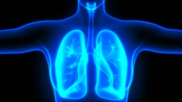 Ilustración Los Órganos Del Cuerpo Humano Anatomía Los Pulmones — Foto de Stock