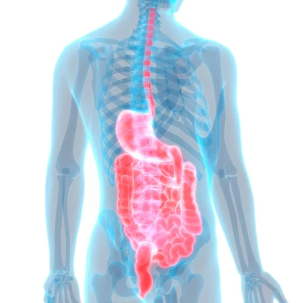 Ilustración Órganos Internos Humanos Anatomía Del Sistema Digestivo — Foto de Stock