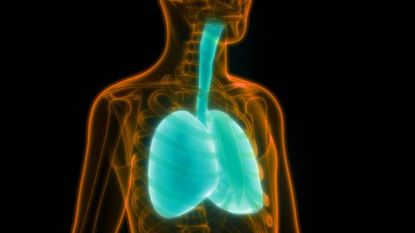 Illüstrasyon Insan Vücudunun Organları Akciğerler Anatomi — Stok fotoğraf