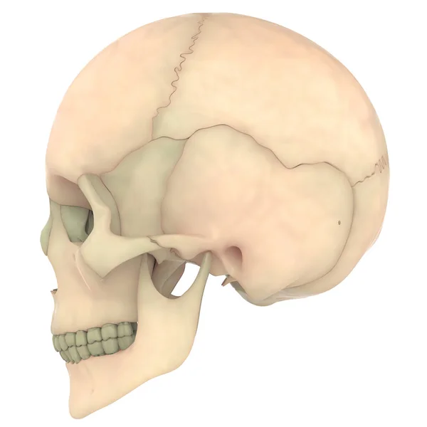Illustration Skelett System Skalle Ben Leder Anatomi Lateral View — Stockfoto