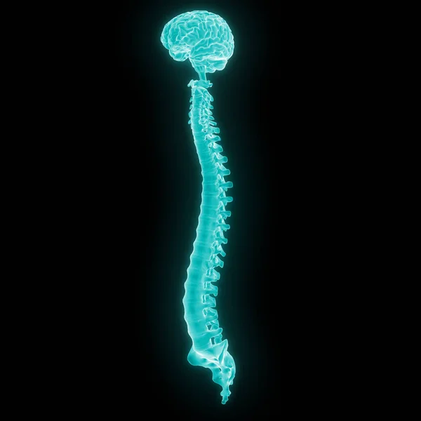 Ilustração Cérebro Humano Com Medula Espinhal — Fotografia de Stock