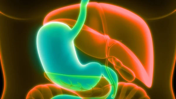 Ilustrace Žaludku Nápis Anatomie Systému Lidských Orgánů — Stock fotografie