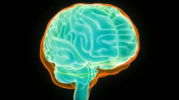 Ilustracja Centralnego Narządu Ludzkiego Układu Nerwowego Lobes Mózgu Anatomia — Zdjęcie stockowe
