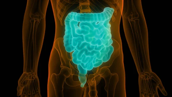 3D Illustration of Large and Small Intestine