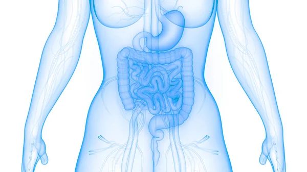 Ilustração Anatomia Sistema Digestivo Dos Órgãos Internos Humanos — Fotografia de Stock