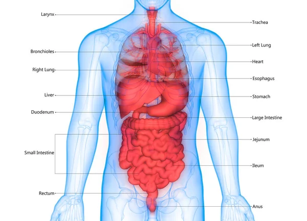 Ilustração Anatomia Sistema Digestivo Dos Órgãos Internos Humanos — Fotografia de Stock