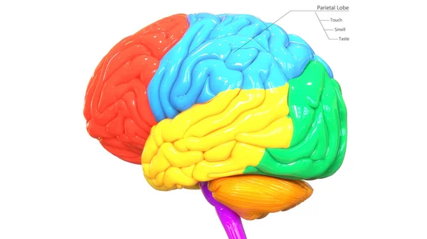 Ilustración Del Órgano Central Del Sistema Nervioso Humano Lóbulos Cerebrales —  Fotos de Stock