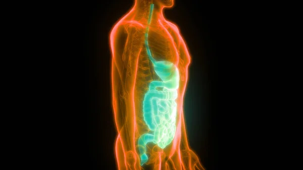 Ilustración Anatomía Del Sistema Digestivo Humano — Foto de Stock