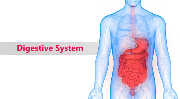 Ilustracja Ludzkich Narządów Wewnętrznych Anatomii Układu Pokarmowego — Zdjęcie stockowe