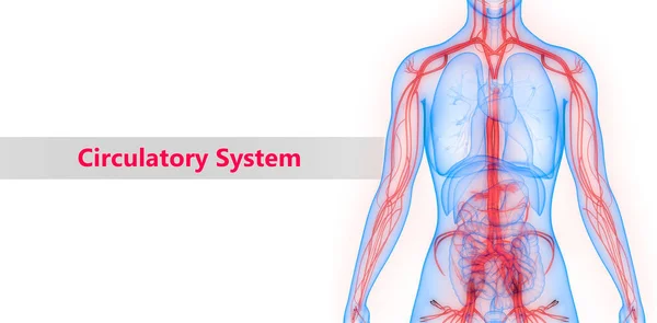 Ilustracja Cyfrowa Układu Krążenia Człowieka — Zdjęcie stockowe