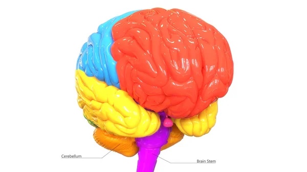 Ilustrace Centrálního Orgánu Lidského Nervového Systému Lobes Anatomie — Stock fotografie