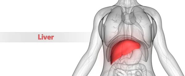 Ilustración Anatomía Del Hígado Del Órgano Digestivo Interno Humano — Foto de Stock