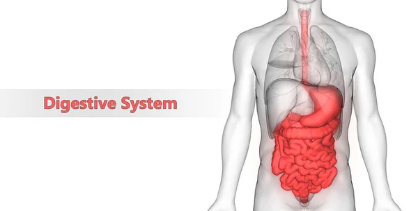 3D人体内脏器官消化系统解剖说明 — 图库照片