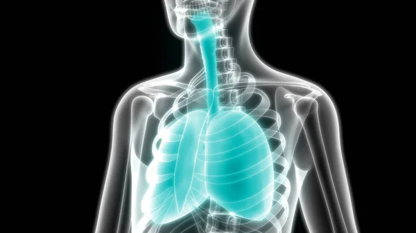 Ilustración Los Órganos Del Cuerpo Humano Anatomía Los Pulmones — Foto de Stock