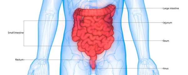 Illustration Der Anatomie Des Verdauungssystems Der Menschlichen Inneren Organe — Stockfoto