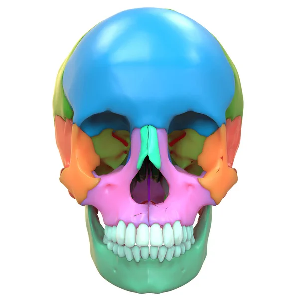 3D人体骨格系のイラスト頭蓋骨骨関節解剖学 Anterior View — ストック写真