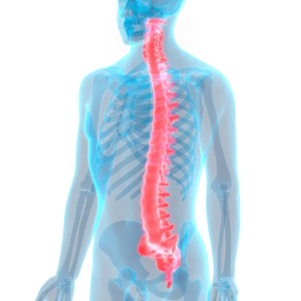 Ilustración Médula Espinal Humana —  Fotos de Stock