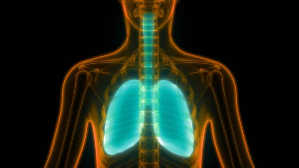 Ilustracja Narządów Ludzkiego Ciała Anatomia Płuc — Zdjęcie stockowe