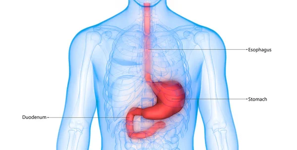 Ilustración Órganos Internos Humanos Anatomía Del Sistema Digestivo — Foto de Stock