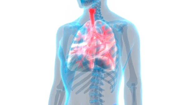 Απεικόνιση Του Ανθρώπινου Σώματος Όργανα Πνεύμονες Ανατομία — Φωτογραφία Αρχείου