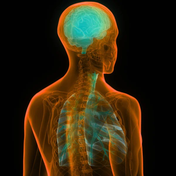 Ústřední Orgán Lidského Nervového Systému Mozek Anatomií Respiračního Systému — Stock fotografie
