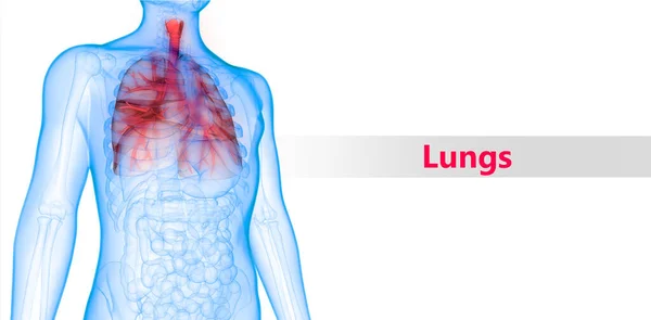 Ilustración Anatomía Del Sistema Respiratorio Humano — Foto de Stock