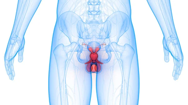 Illustration Der Anatomie Des Männlichen Fortpflanzungssystems — Stockfoto