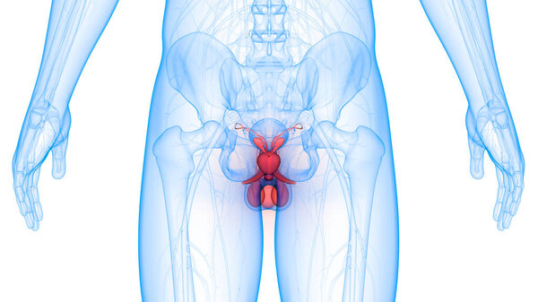 3D иллюстрация анатомии мужской репродуктивной системы
