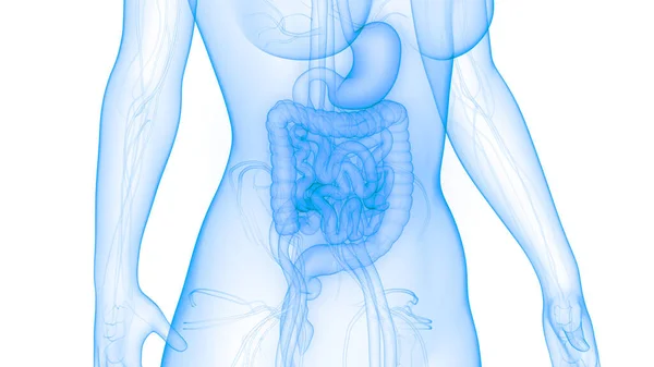 Illustrazione Dell Anatomia Del Sistema Digestivo Degli Organi Interni Umani — Foto Stock