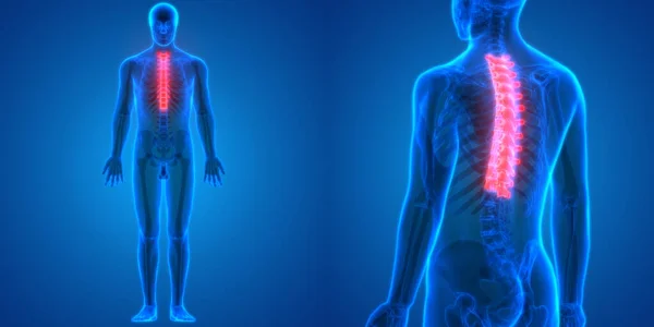 Ilustración Enfermedad Médula Espinal Humana —  Fotos de Stock