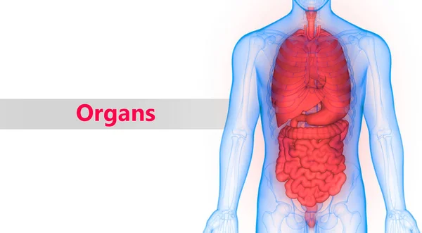 Ilustración Del Sistema Digestivo Banner Anatomía Órganos Humanos —  Fotos de Stock