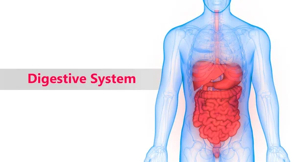 Illustration Des Organes Internes Humains Anatomie Système Digestif — Photo