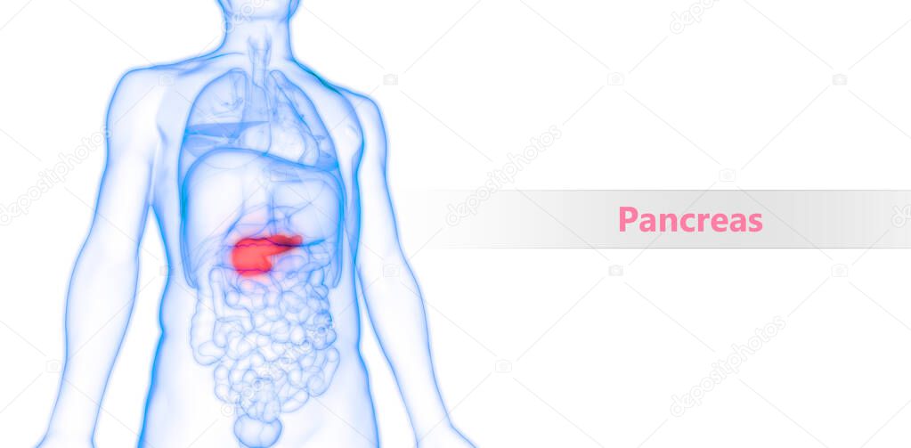 3D Illustration of Human Internal Digestive Organ Pancreas Anatomy