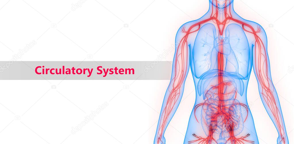 human circulatory system digital illustration