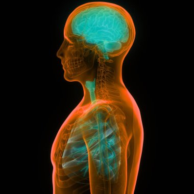 Solunum Sistemi Anatomisi ile İnsan Sinir Sistemi Beyin Merkezi Organı