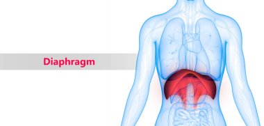 İnsan Solunum Sistemi Anatomisinin 3d Görünümü