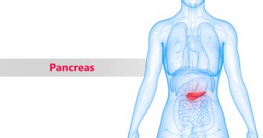 3D İnsan İç Sindirim Organı Pankreası Anatomisi