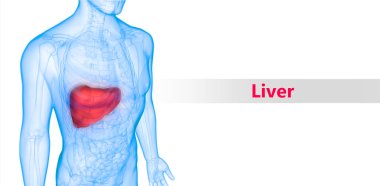 İnsan İç Sindirim Organ Karaciğeri Anatomisi 3D Görünümü