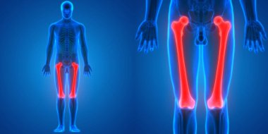 İnsan İskelet Sistemi Kemik Eklemleri Anatomisinin 3B Görünümü
