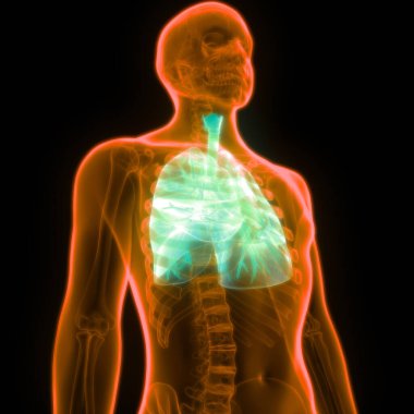 3D illüstrasyon insan vücudunun organları (akciğerler anatomi)