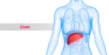 İnsan İç Sindirim Organ Karaciğeri Anatomisi 3D Görünümü