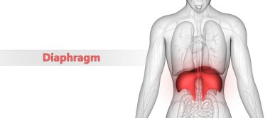 İnsan Solunum Sistemi Anatomisinin 3d Görünümü