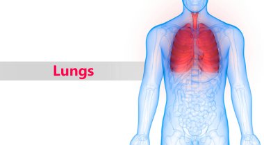 İnsan Solunum Sistemi Anatomisinin 3d Görünümü
