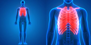 İnsan İskelet Sistemi Kemik Eklemleri Anatomisinin 3B Görünümü