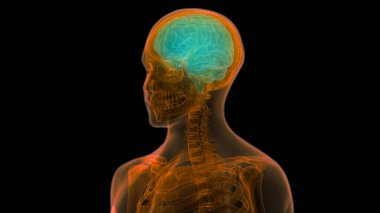 İnsan Sinir Sistemi Beyin Anatomisi Merkezi Organı