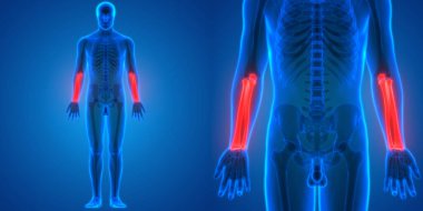 İnsan İskelet Sistemi Kemik Eklemleri Anatomisinin 3B Görünümü